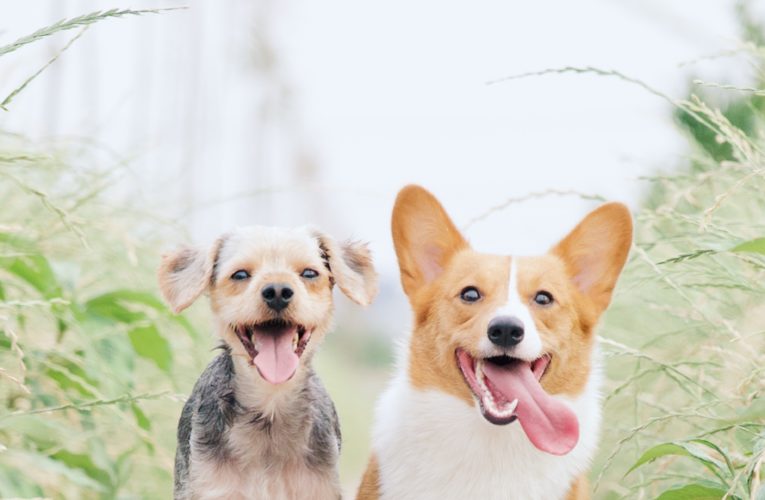 Preventing Home Dog Fights in Springtown