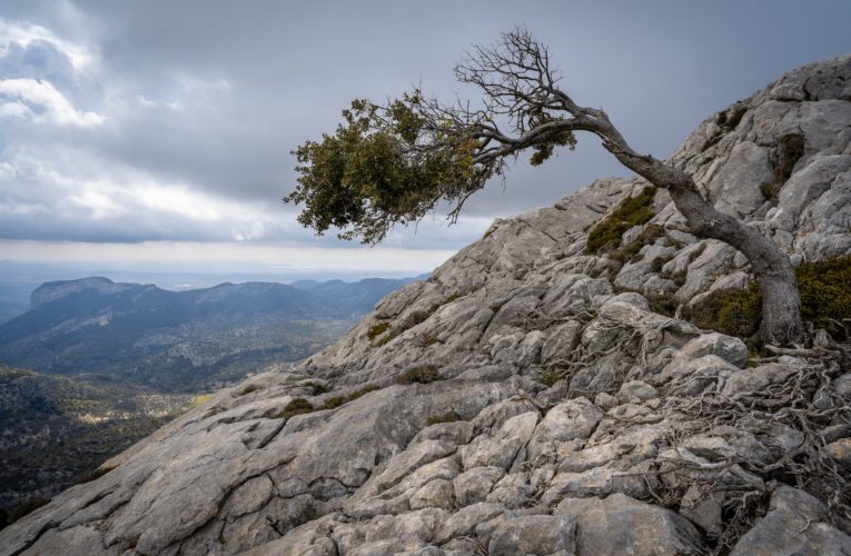 Springtown: The Importance of Resilience in Overcoming Trauma